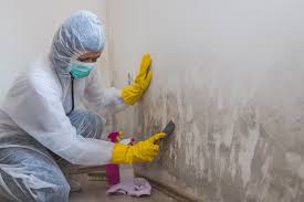 Mold Inspection